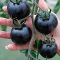 Organic Indigo Rose Tomato Seeds, Heirloom, Non-GMO, Solanum Lycopersicum LY0520