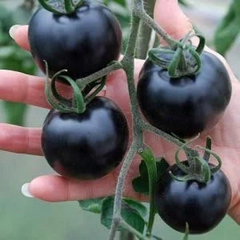 Organic Indigo Rose Tomato Seeds, Heirloom, Non-GMO, Solanum Lycopersicum LY0520