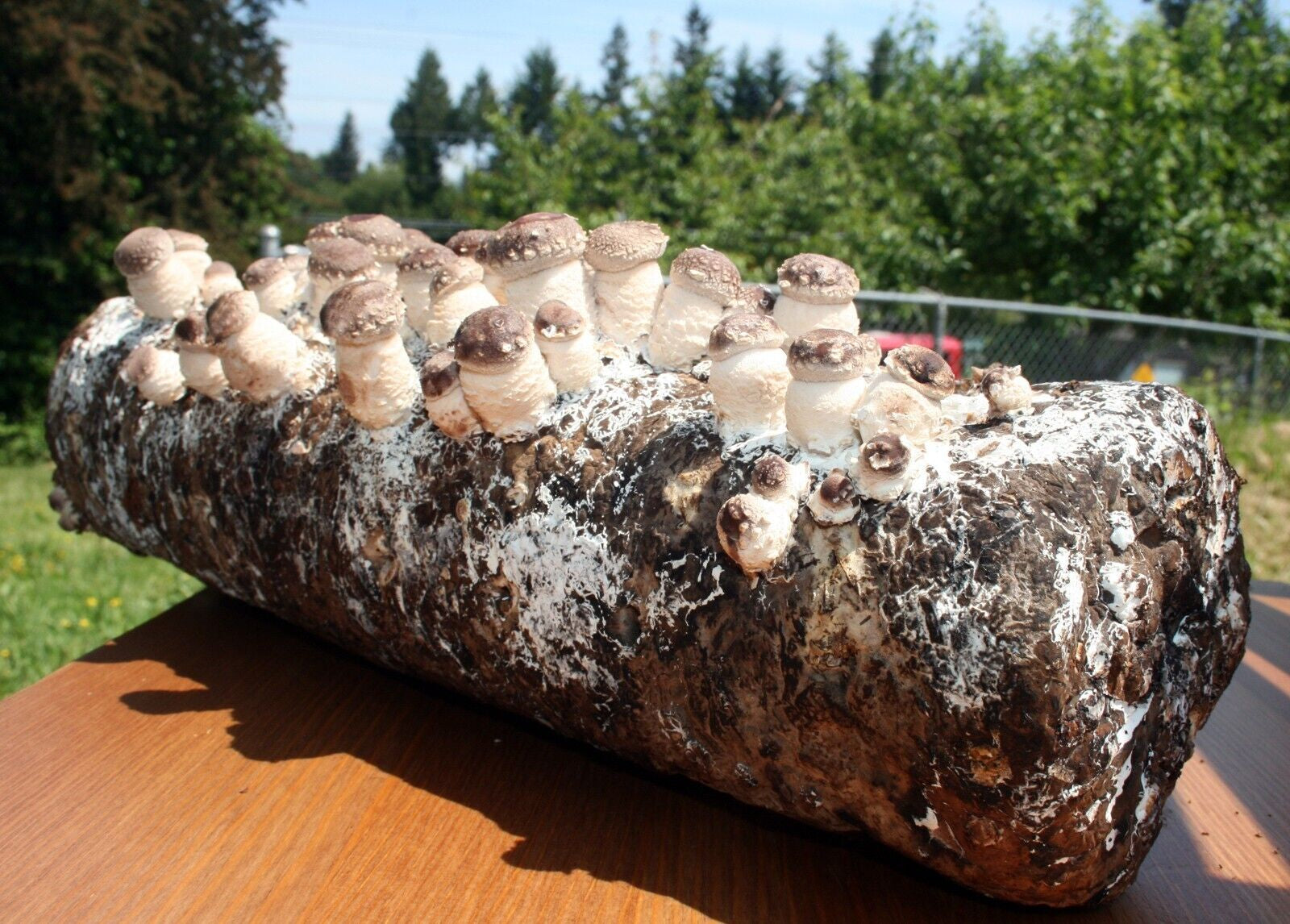 Root Mushroom Farm/Shiitake  Mushroom Grow Kit/ Harvest in 10 Days