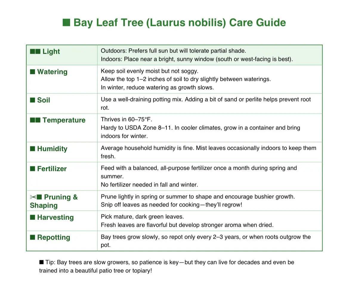 A bay leave tree/Laurus nobilis/live in a 3’’ pot/ 8”-10”high