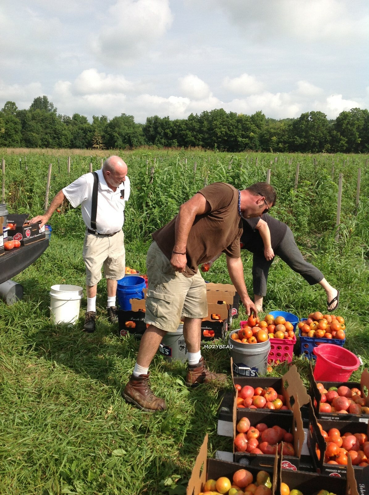 RUGGED SURVIVAL SEED BUCKET 600,000 Non-GMO.HEIRLO