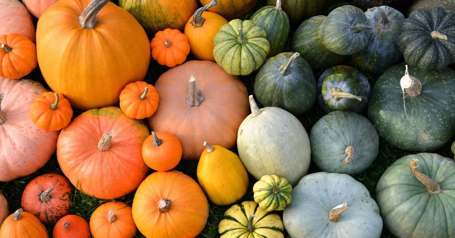 Rainbow Blend of Colorful Pumpkin Seeds: 10+ Uncommon Varieties (50+ Seeds)