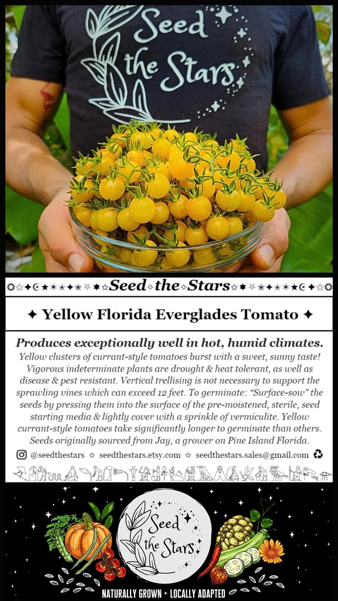 20 Yellow Florida Everglades Tomato Seeds, Drought Tolerant, Disease Resistant Currant Tomato Solanum pimpinellifolium Seeds, Seed The Stars