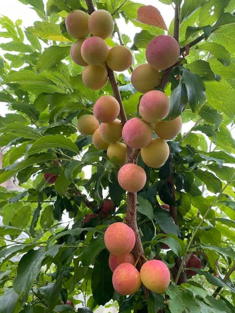Sweet Pluerry (plum x cherry hybrid) (5 scions/cuttings)
