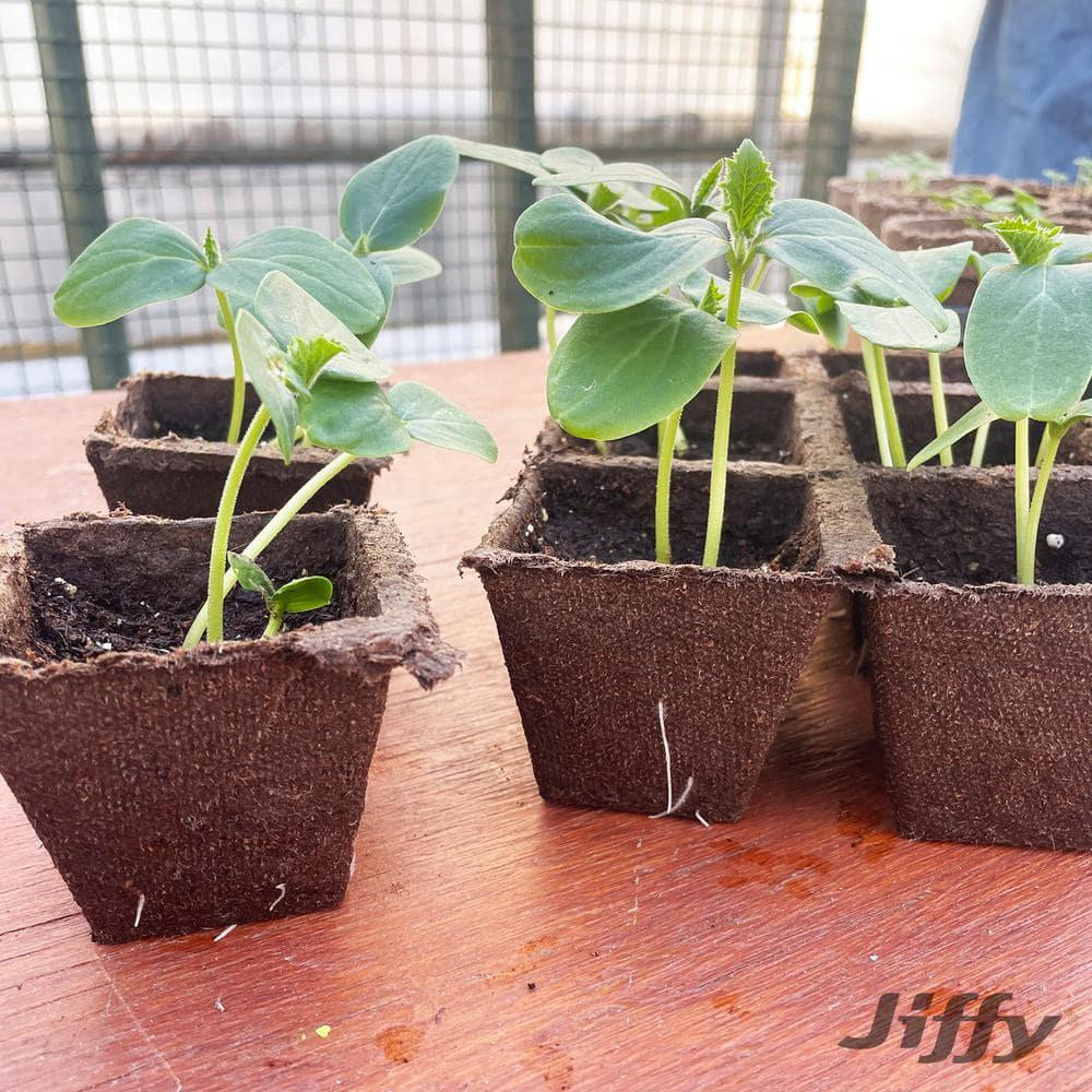 Peat Strips Seed Starter Kit , 50 Pots , Jiffy