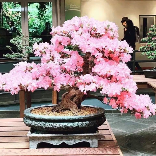 Weeping cherry bonsai seeds | 10pk W INSTRUCTIONS 91% germination (Flowering)