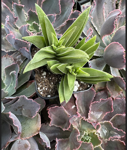 2” Crassula Capitella Subsp. thrysiflora (Red Pagoda) Succulent Plant - SEE 2nd and 3rd pic