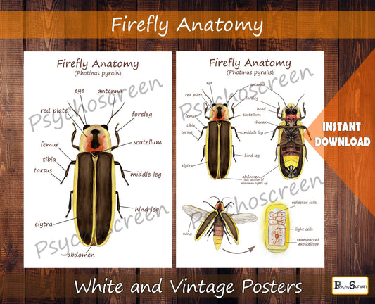 FIREFLY Anatomy Poster - Printable Vintage & White, Montessori materials for insects
