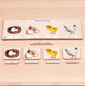 Wooden Life Cycle of a Chicken | Life Cycle Set: Chicken | Chicken Model | Life of a Chicken