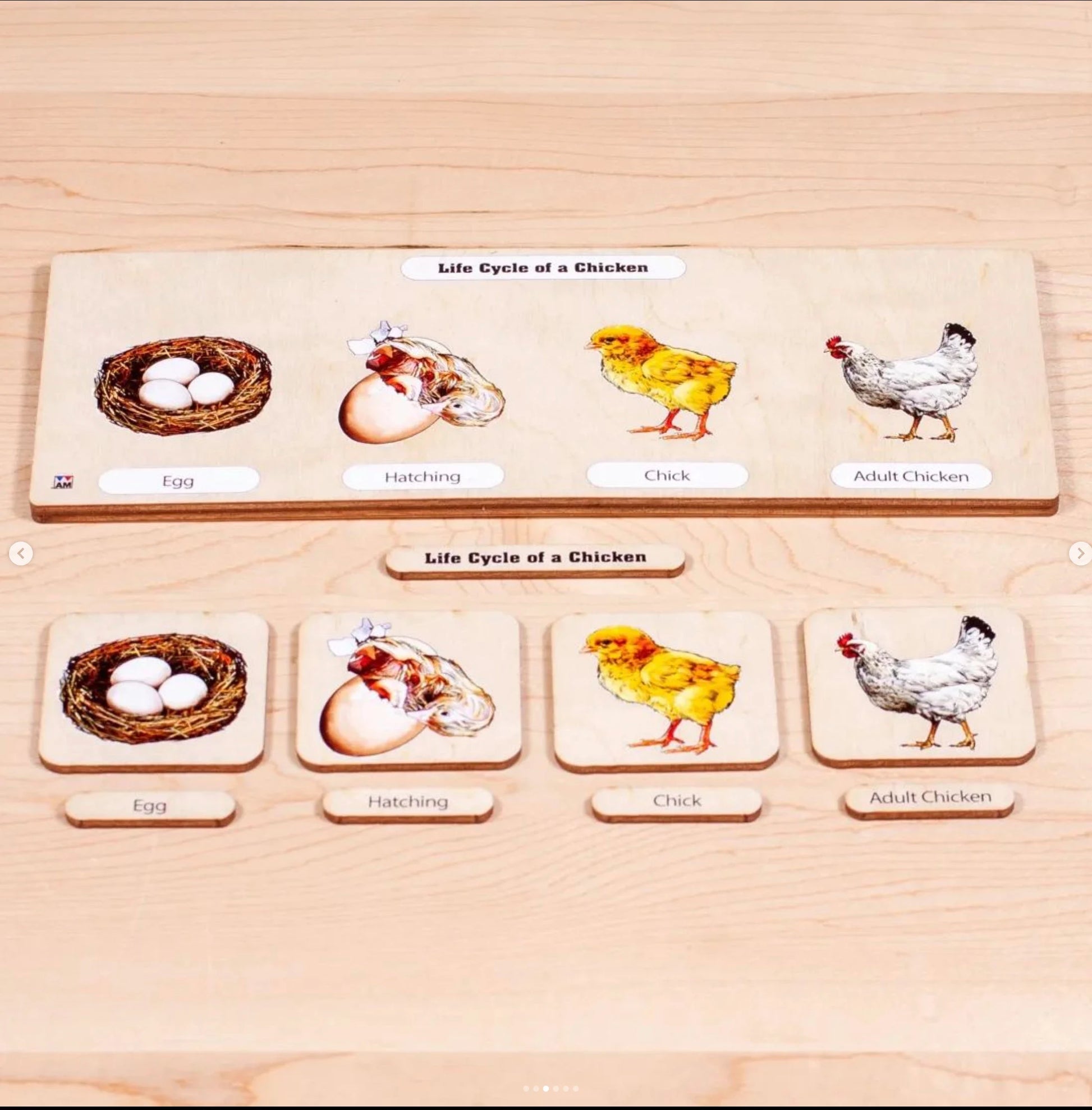 Wooden Life Cycle of a Chicken | Life Cycle Set: Chicken | Chicken Model | Life of a Chicken