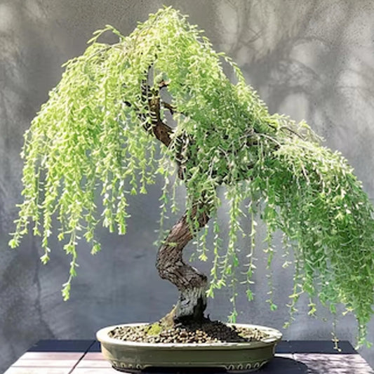 Green Weeping Willow Bonsai Cutting, Thick Trunk Starter, Fast Growing Bonsai Plant, Air Layered Cutting for Bonsai, Illustrative image only