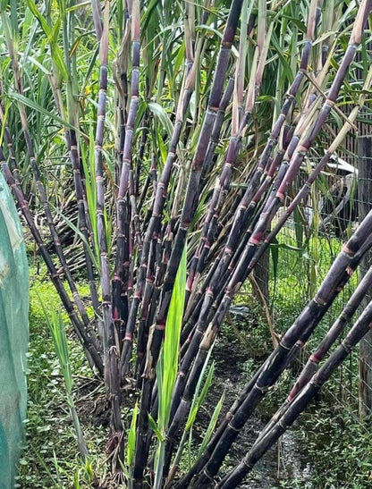 Purple Sugarcane Rooted Cuttings - Tropical Growing Zone 9-11 (Pack of 5)