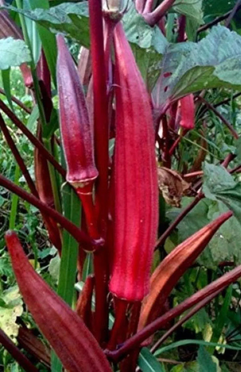 2 plants in a 4" pot/ red okra /green orka/ organic growth