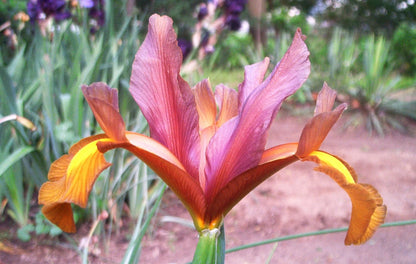 15 Dutch Iris Bi-Color Bulb Mix- Bronze Queen,Oriental Butterfly,Mystic Beauty,Red Ember,Tigers Eye +More *Fall Planting
