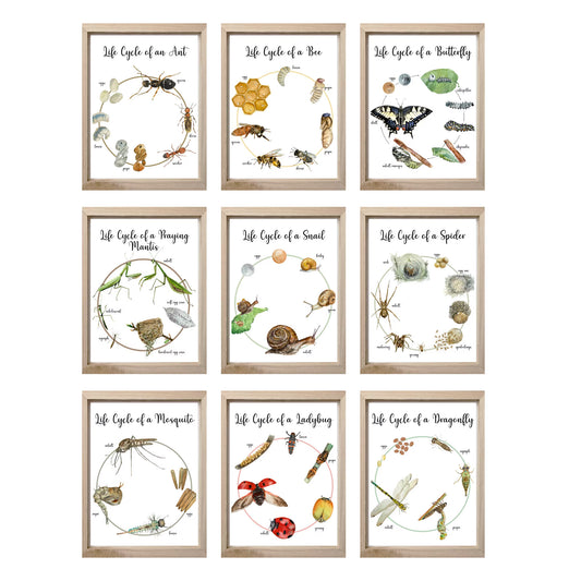 Life Cycle Insect / Bugs Educational posters set of 9, Homeschool learning, Montessori Classroom Décor, Wall Art - with states labeled