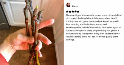 Fresh Celeste Fig Cuttings: Sweet Southern Heirloom Variety