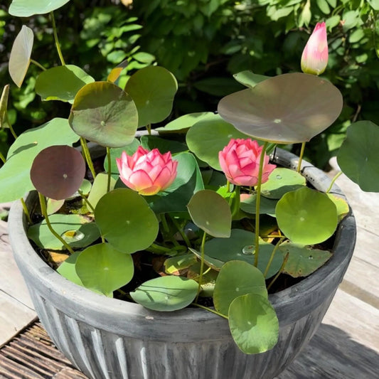 15pcs Germinated Lotus Seeds, Ready to Plant - Mixed Color Bonsai Bowl Lotus for Indoor & Outdoor Aquatic Gardens