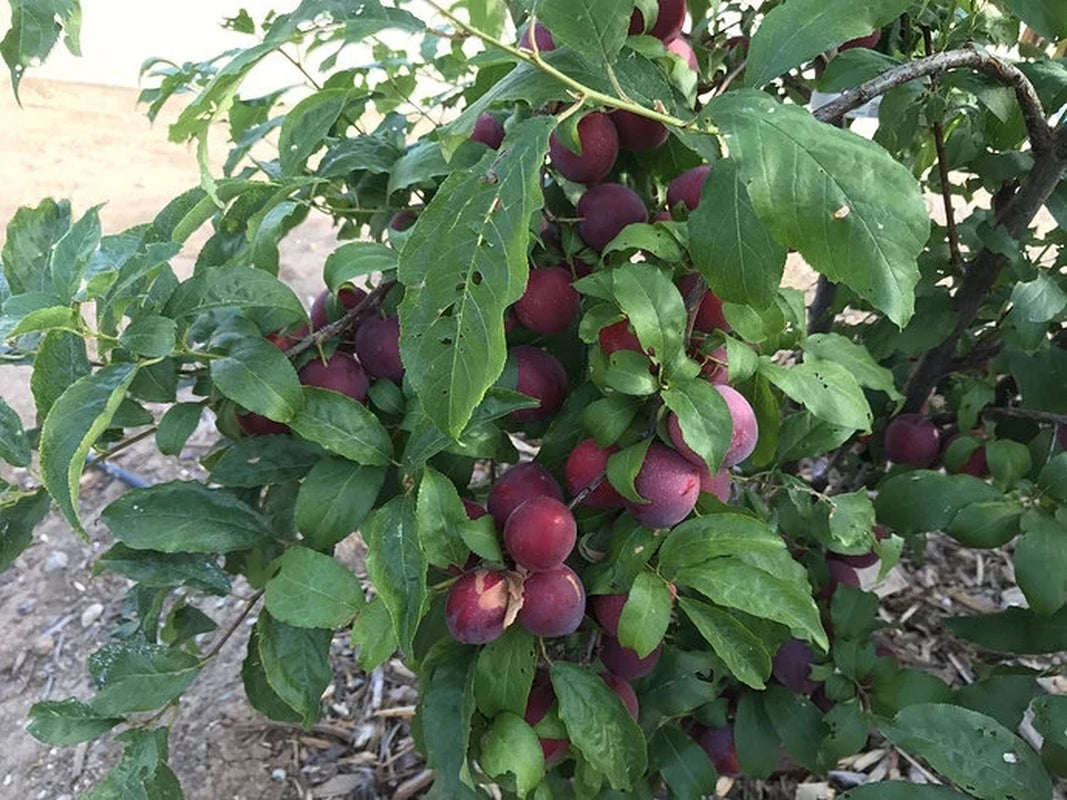 Sweet Pluerry (plum x cherry hybrid) (5 scions/cuttings)