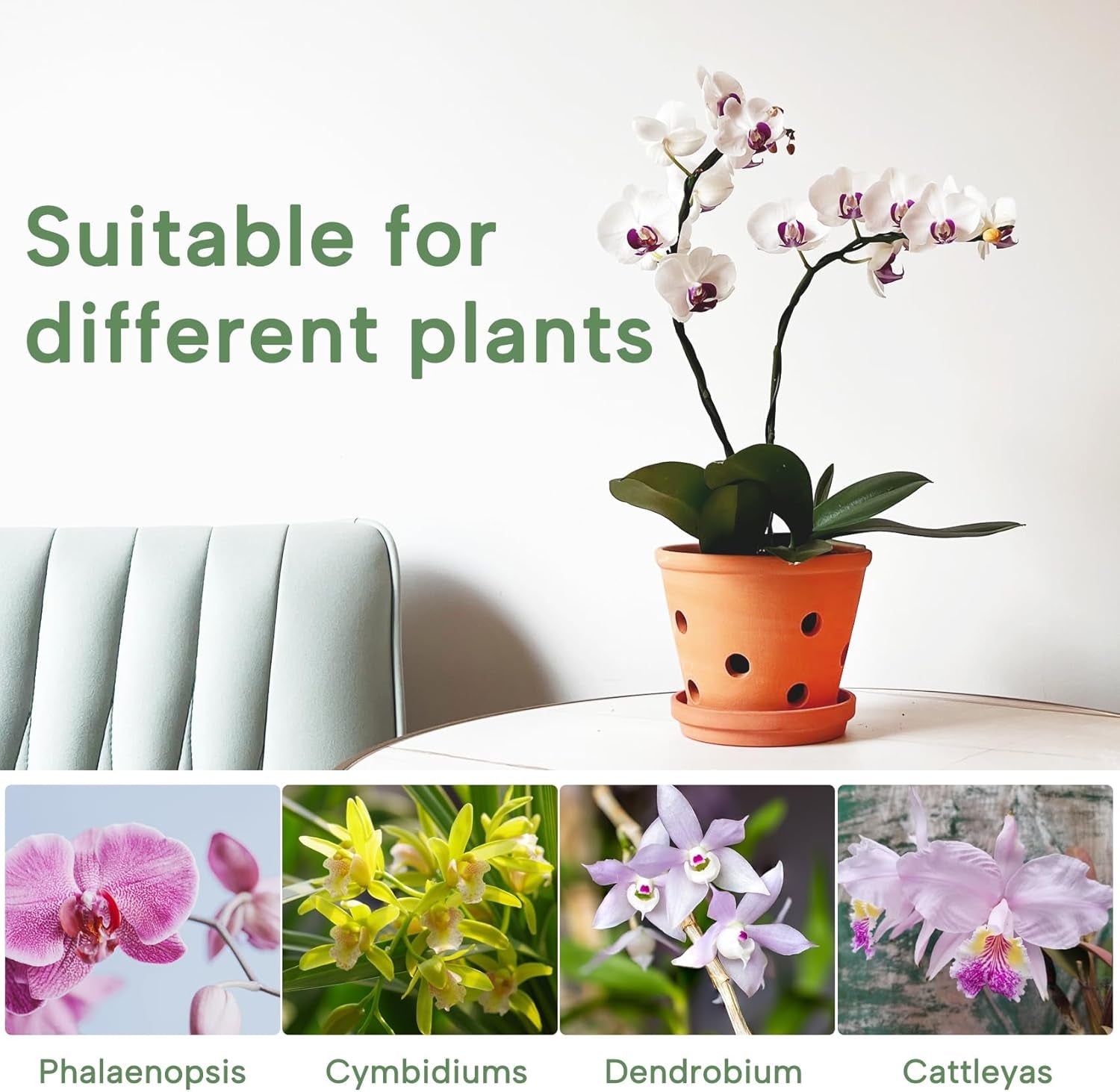 6 Inch Terracotta Orchid Pots with Holes, Saucers - 3 Pack Clay Orchid Planter Pots for Repotting, Small Terra Cotta Pot, Indoor & Outdoor, Promotes Air Circulation