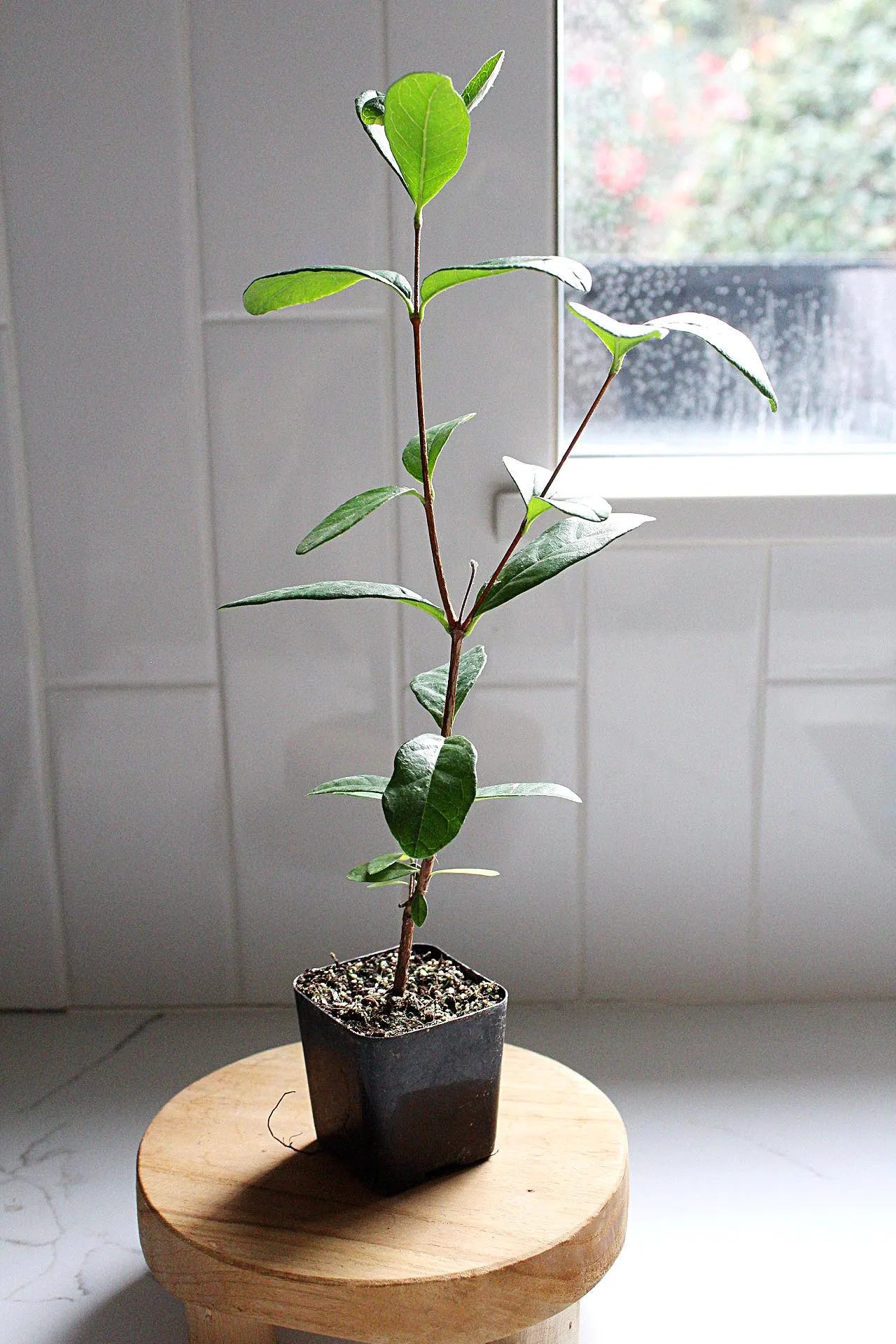 Pineapple Guava Plant Tropical Evergreen Shrub Edible Fruit Garden Plant Flowering Plant Edible Landscaping Live Plant Starter Plant Potted