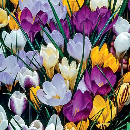 30 Species Crocus Bulbs Mix-Snow Crocus (Pack of 30 Bulbs) Perennial, Zones: 4-9, Deer Resistant
