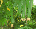 A Loofah Plant LIVE  in 4