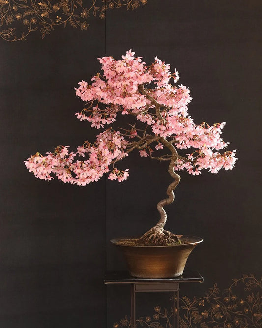Okame cherry live tree seedling 7 to 13 inches