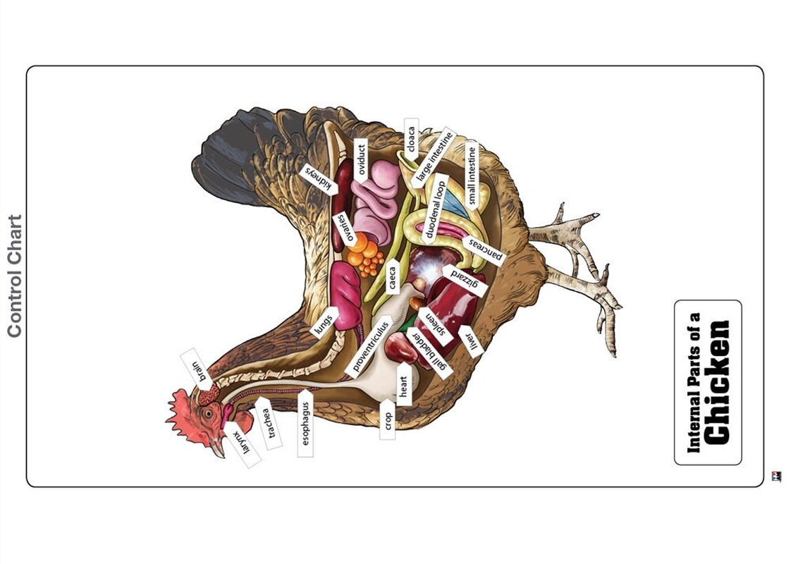 Internal Parts of a Chicken Puzzle with Nomenclature Cards (6-9) (Printed) | Montessori Materials | Montessori Zoology | Three Part Cards