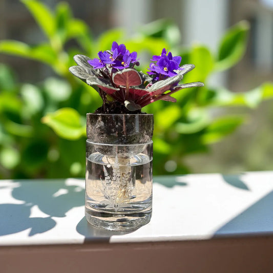 Etched African Violet Clear Vodka Bottle Hydro Planter (1) One - (Self Watering) Eco Friendly, Grow Indoors, Eco Planter, DIY Planter Kit