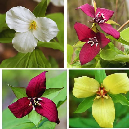 Mixed Trillium | Bulbs