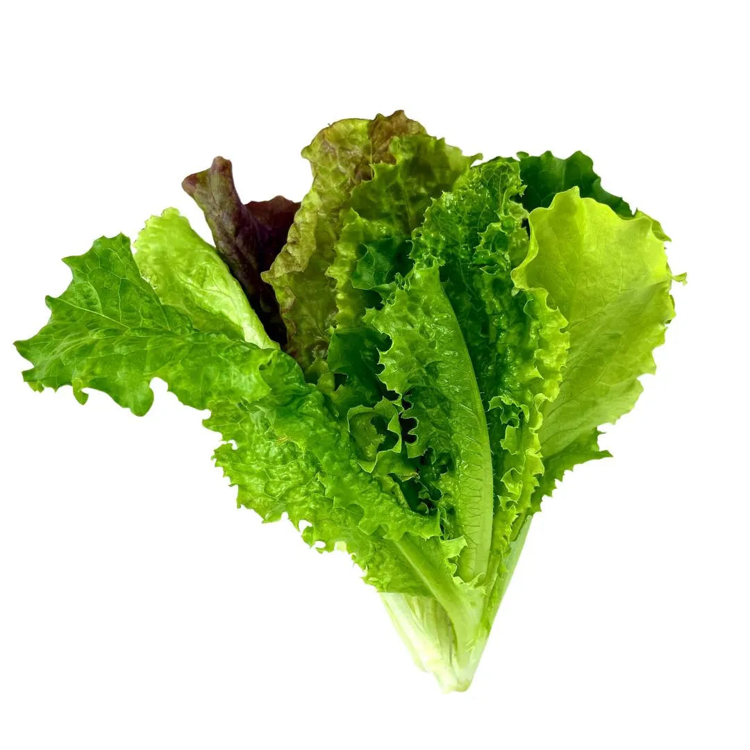 Lettuce Bundle: Ready-to-plant seedlings, Starts, Plugs, Garden ready, Live plants, Transplants, Pre-sprouted, For soil & hydroponic gardens