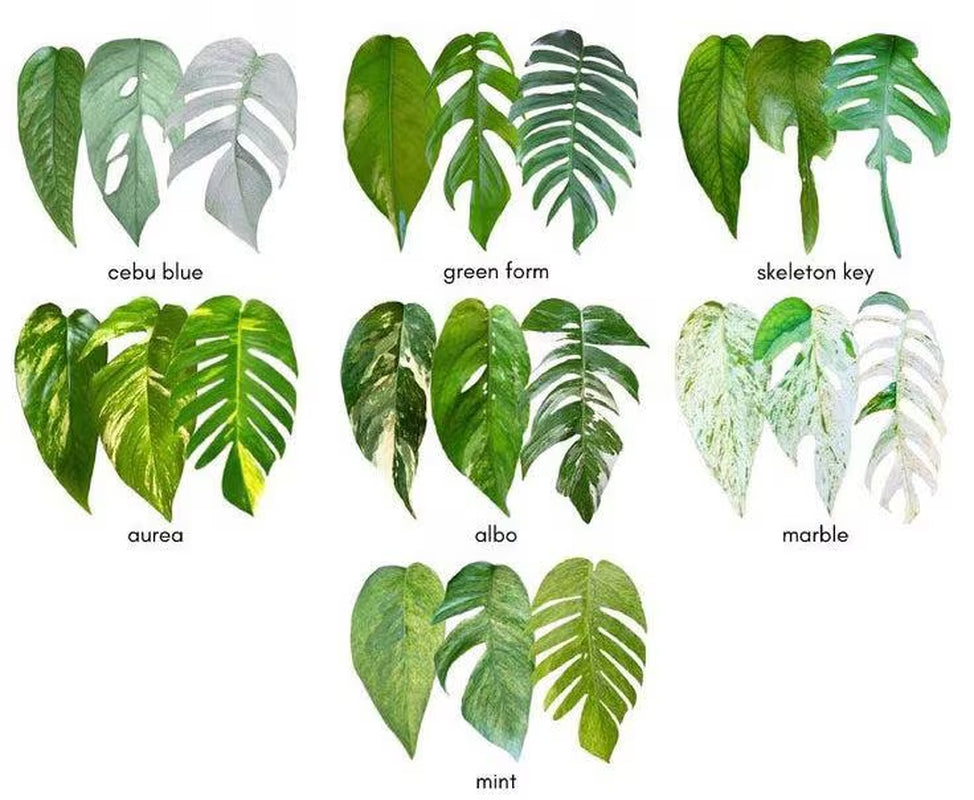 Pothos Cuttings: Popular/Common & Rare/Uncommon Pothos Epipremnum aureum Leaf Node Clipping Cut To Grow/Propagate New Plant ORDER MORE Save