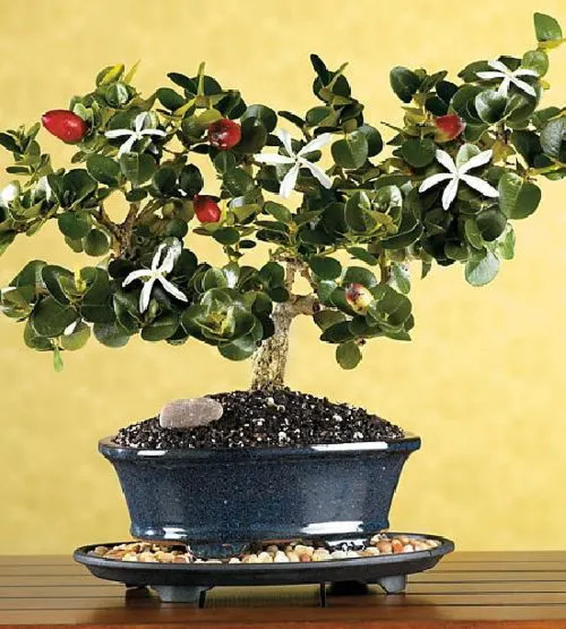 Dwarf Natal Plum Tree - Carissa macrocarpa - 4" Pot