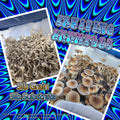 Ten 3lb Sterilized Custom Grain Mix Bags | High Yield Grain for Mushrooms
