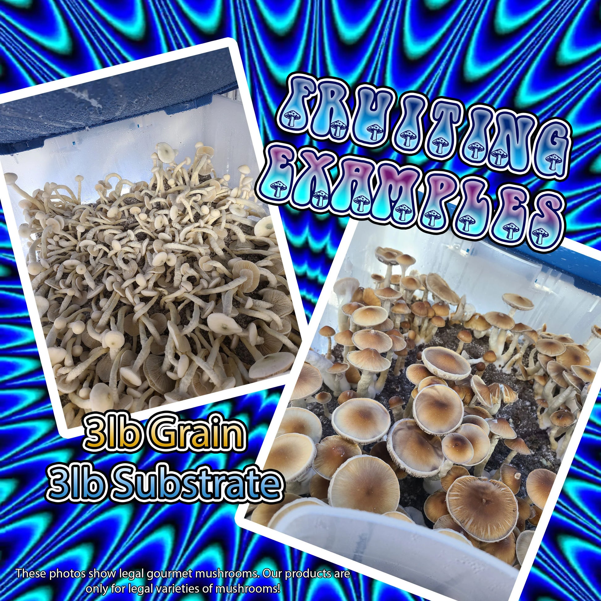 Ten 3lb Sterilized Custom Grain Mix Bags | High Yield Grain for Mushrooms