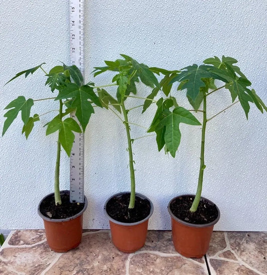 1-Dwarf Solo Hawaiian Sunrise Papaya  Fruit Tree 11” Tall Had Fully Roots With 4” Pot