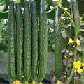 2 cucumber plants in a 4