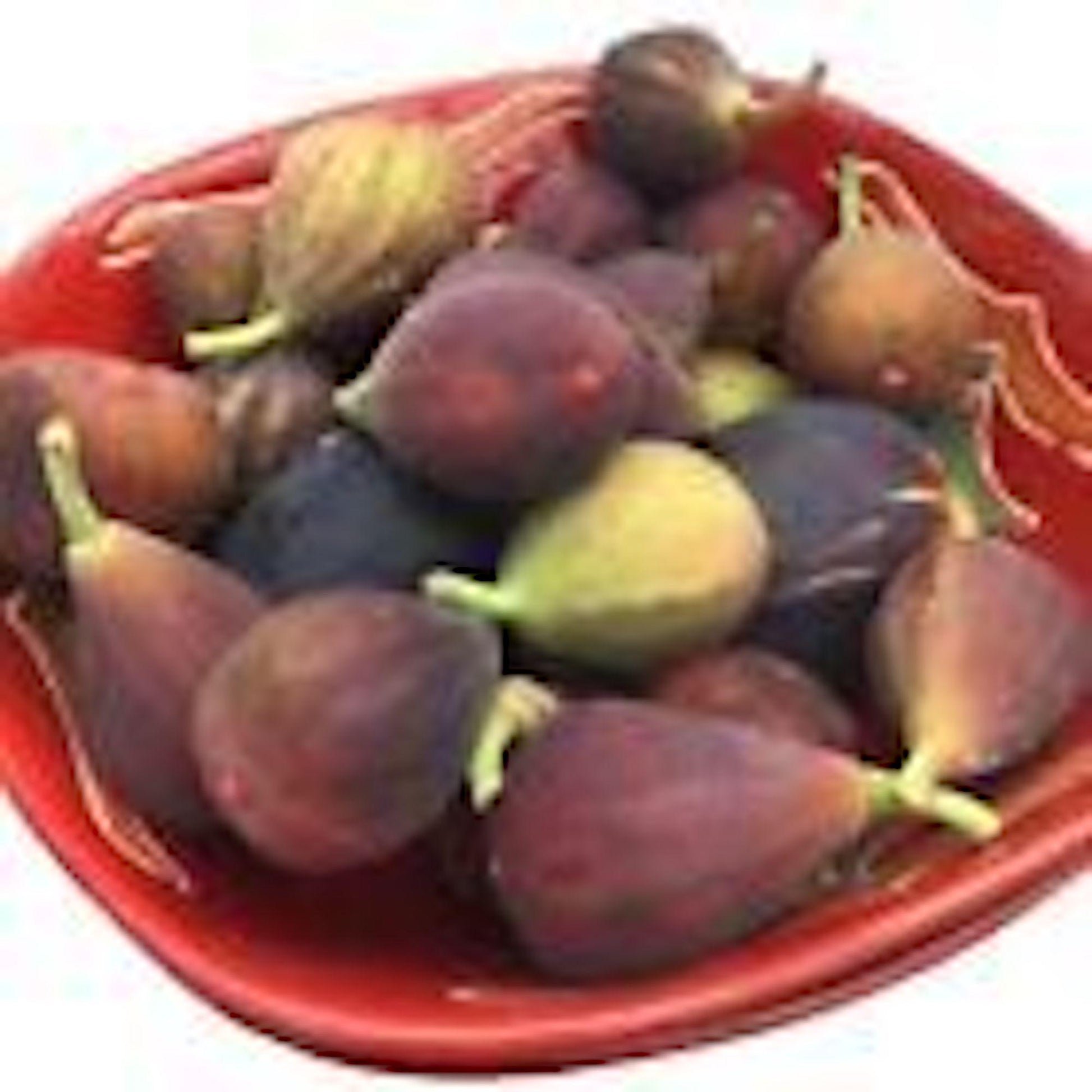 1 Fignomenal Dwarf Fig Tree Starter Plant Self Fertile Dwarf Fig Plant Perennial