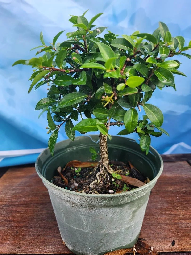 Dwarf Cherry pre bonsai tree that just needs a pot.   Pink and yellow blooms and real cherries 3x a year FREE SHIPPING