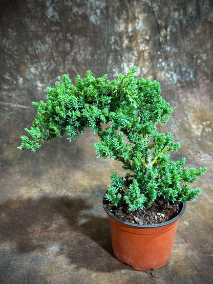 Juniper Procumbens Live Bonsai Tree 4” Grow Pot- Small Bonsai Plant - Plant Lover Gift- Indoor Outdoors Lucky Unique Housewarming Gift Plant