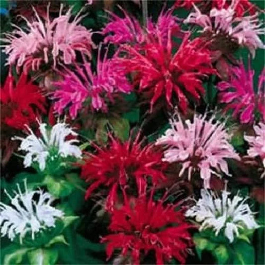 25 BEE BALM MIX Lemon Hummingbird Mint Monarda Didyma Mixed Colors Scarlet, Red, Pink, Purple, Spotted, & Salmon Flower Seeds