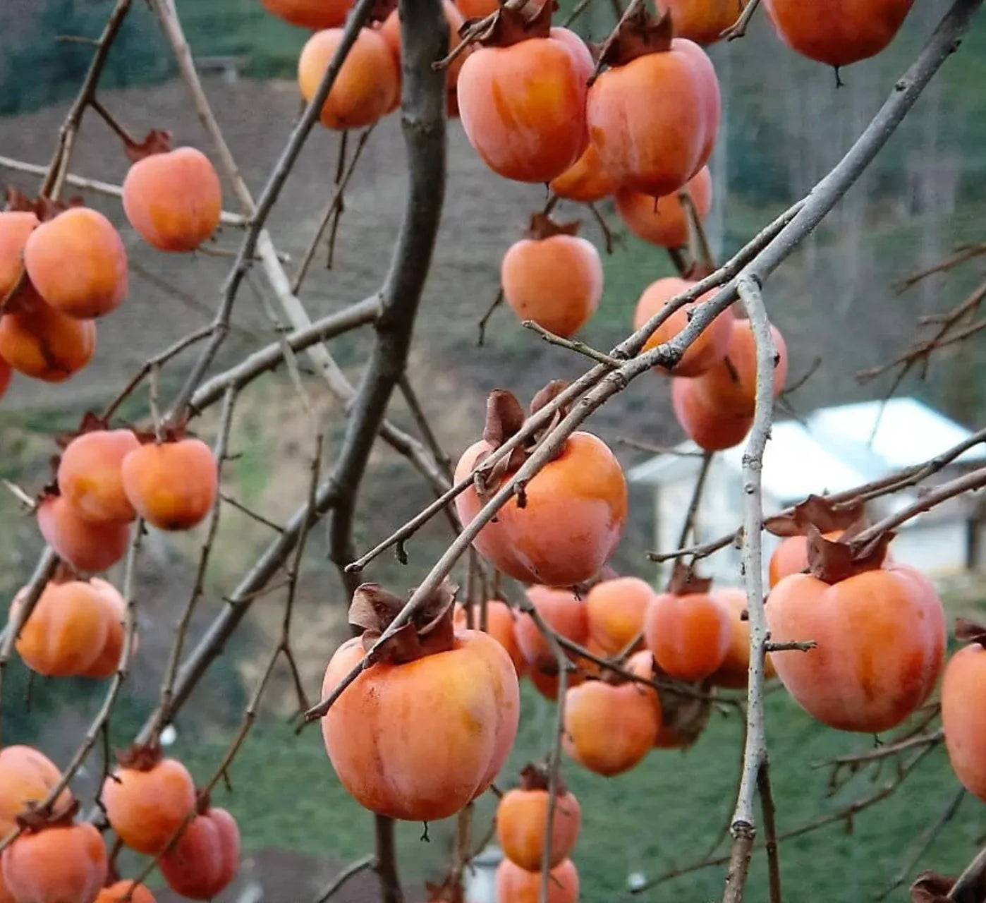 5 Japanese Persimmon Tree Seeds Asian Diospyros Kaki Fruit Tree Seeds - NON GMO