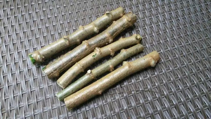 Cassava Manihot Esculenta 4 cuttings " Sweet Jamaica Red"   Organically Grown, FREE SHIPPING