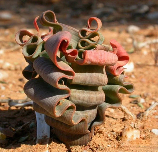 Trachyandra tortilis, super rare succulent, bulbs without leaves