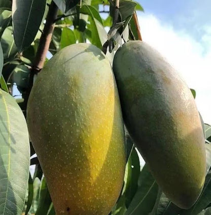 Grafted, Orange Sherbet  Mango Tree. grafted in 1/2  gallon pot, dwarf mango
