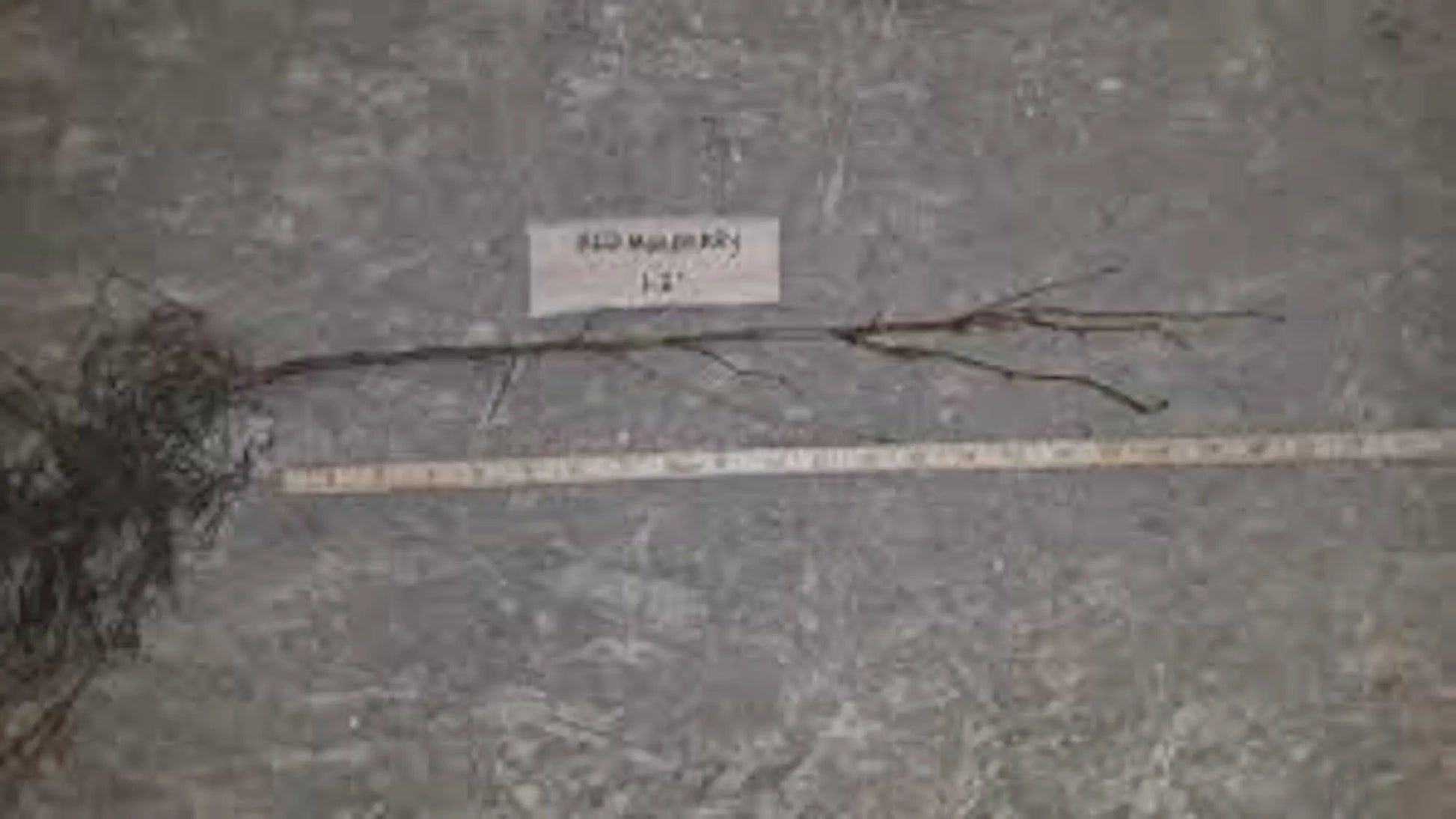 1 Red Mulberry Tree 12-24in Tall Morus rubra Bare Root Fruit Tree