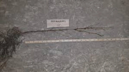 1 Red Mulberry Tree 12-24in Tall Morus rubra Bare Root Fruit Tree