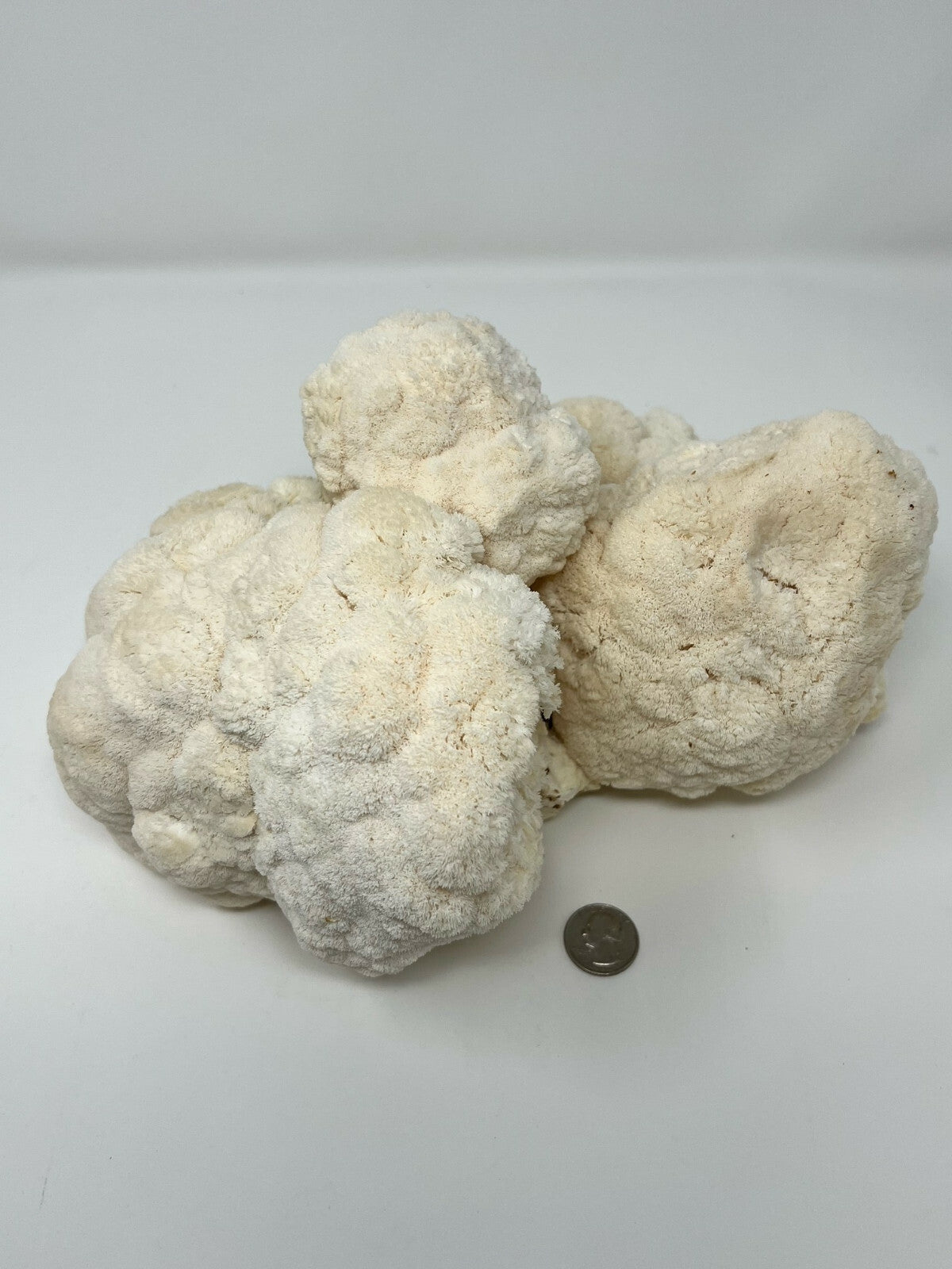 Lion's Mane Mushroom Grow Kit Ready to Grow! 5.5lb Pound Block