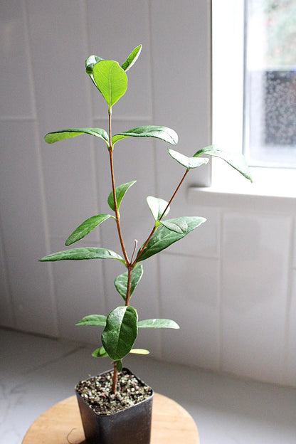 Pineapple Guava Plant Tropical Evergreen Shrub Edible Fruit Garden Plant Flowering Plant Edible Landscaping Live Plant Starter Plant Potted