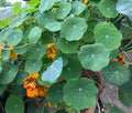 2 Nasturtiums live plants in a 4” pot/ edible flower nasturtiums/ kaleidoscope mix/ NON-GMO